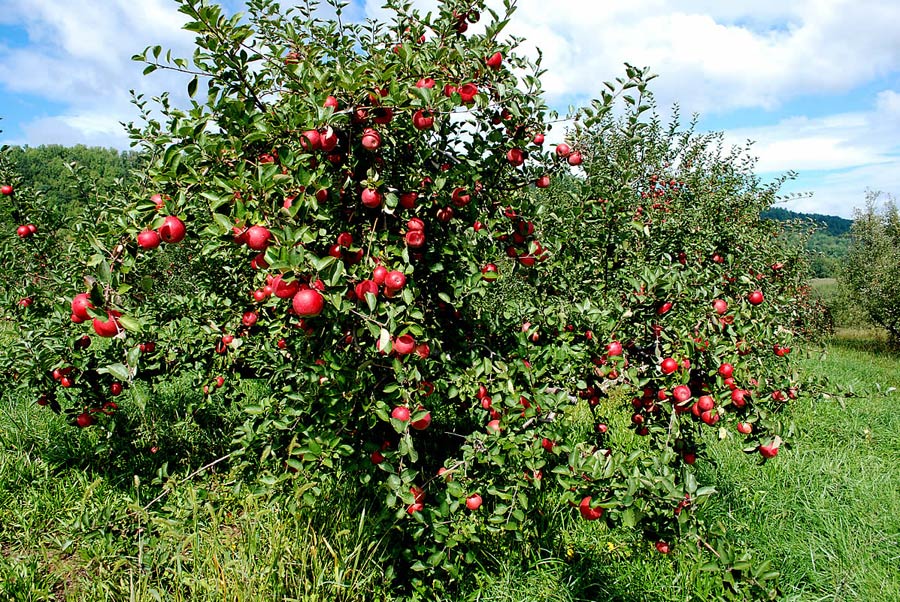 فوائد شجرة التفاح