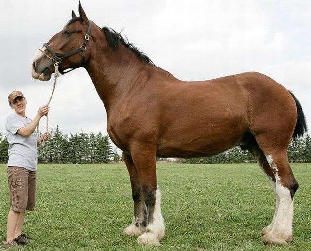 اكبر حصان في العالم , صور خيول كبيرة الحجم - رسائل حب