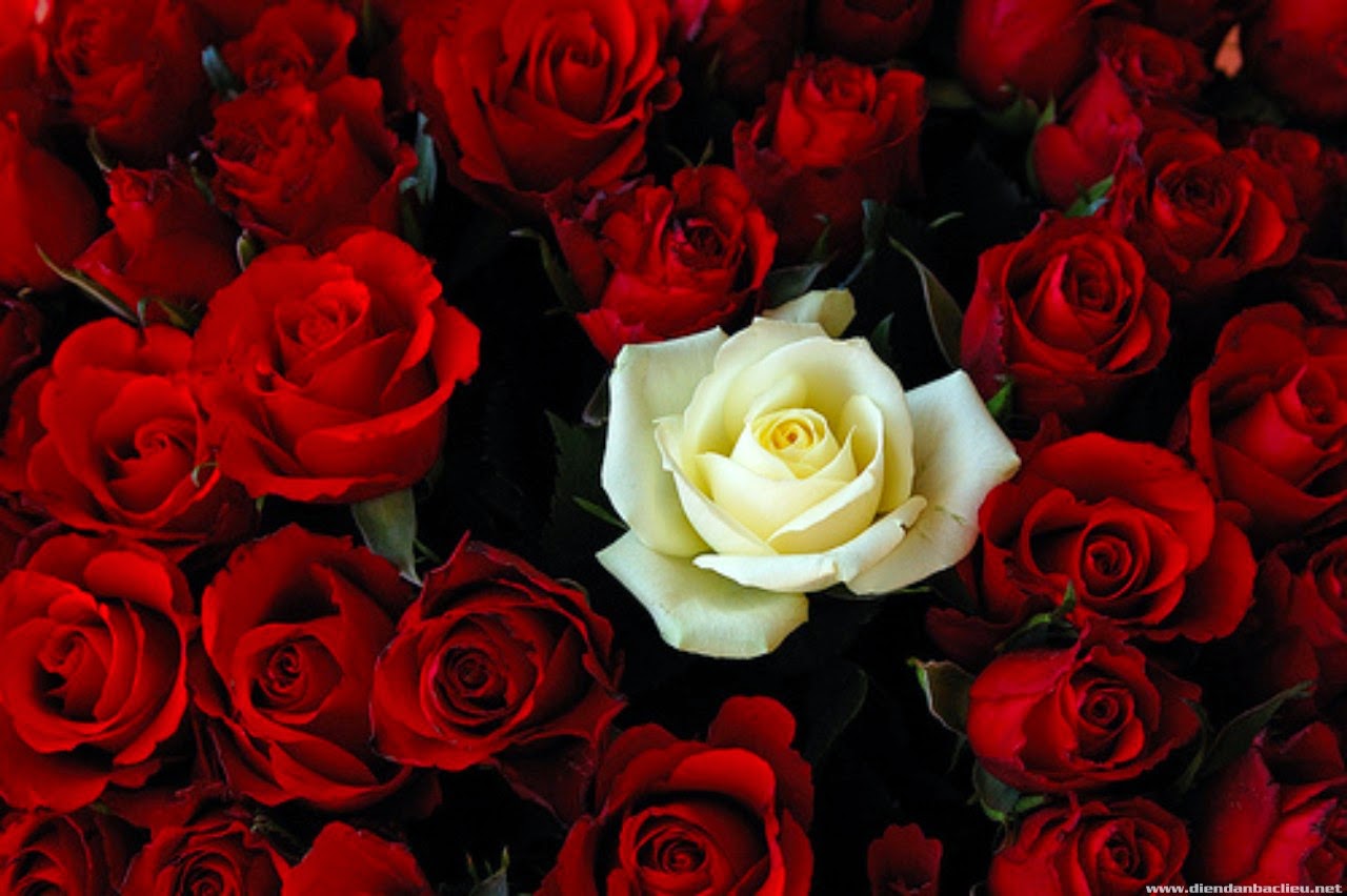 اجمل وردة حمراء رومانسية احلي ورود باللون الاحمر رسائل حب