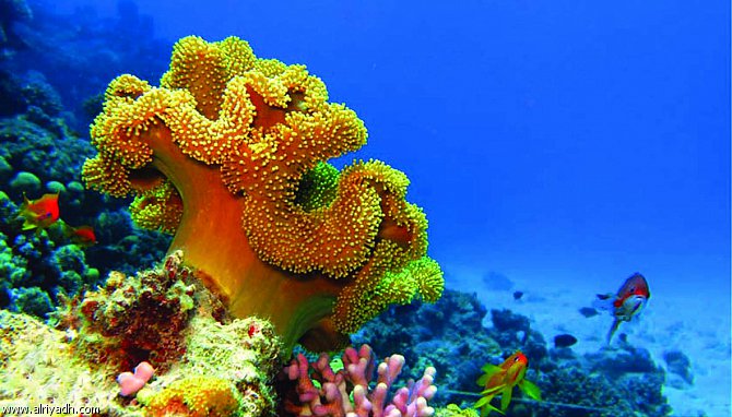 صور الشعب المرجانية , اروع واجمل الصور من اعماق البحار - رسائل حب