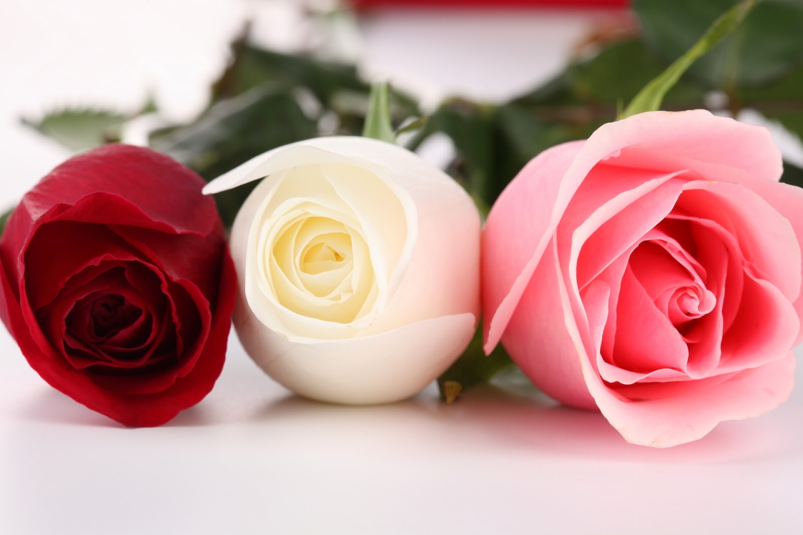 متجر على الانترنت شراء شعبية أعلى أزياء اجمل الورود والازهار