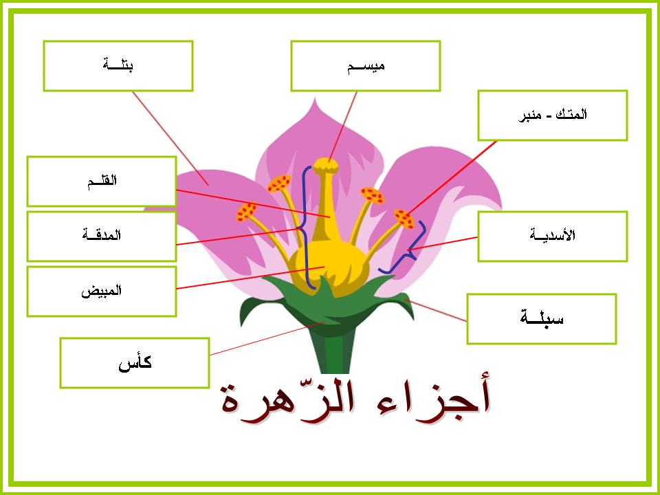 من مكونات الزهرة من 4 حروف , تتكون الزهرة من عدة اجزاء