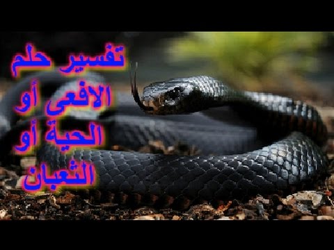 لسعة الافعى في المنام - لدغة الثعبان فى الحلم 3056 2