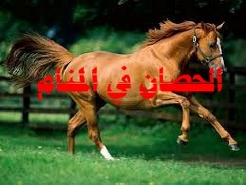 رؤية الحصان في المنام - تفسير الاحلام الحصان 3099 2