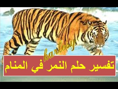 النمر في المنام حلمت بنمر - تفسير حلم الحيوانات المتوحشة في الحلم 2990