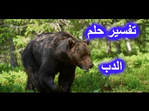 تفسير حلم الدب في الاحلام معنى الدببه - الدبب فى المنام 3123 2