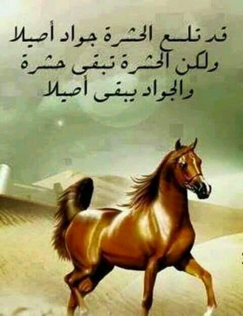 صور خيل مكتوب عليها حكم خيول - حكم عن الخيل والصفات الحسنة 13011