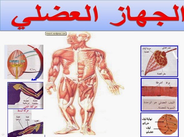 امراض الجهاز العضلي - معلومات اكيد تهمك نوضحها لك 238