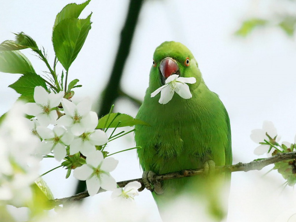 صور طيور جميلة 2019 13125