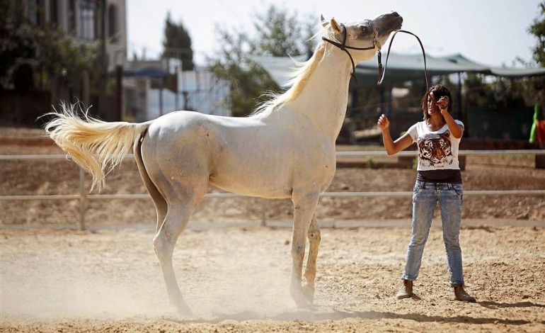 اجمل خيل عربي - شكله تحفه هيعجبك 1389 1