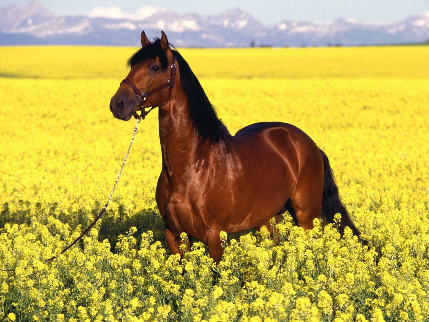 صور خيل مكتوب عليها حكم خيول - حكم عن الخيل والصفات الحسنة 13011 5