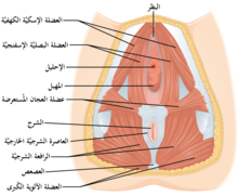 سوة المراة بعد الولادة/شعور المرأة بعد الولادة 5976