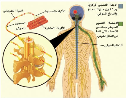 الام الرقبة والظهر , اسباب الام الرقبة