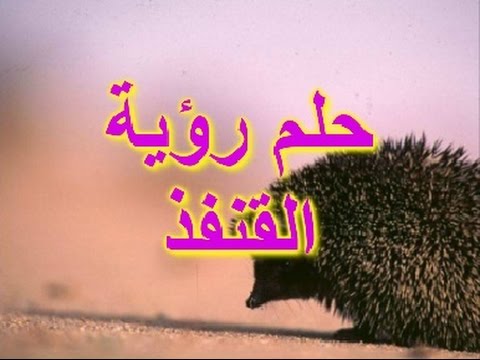 القنفذ في الحلم - رؤية حيوان القنفذ اثناء الحلم 2944