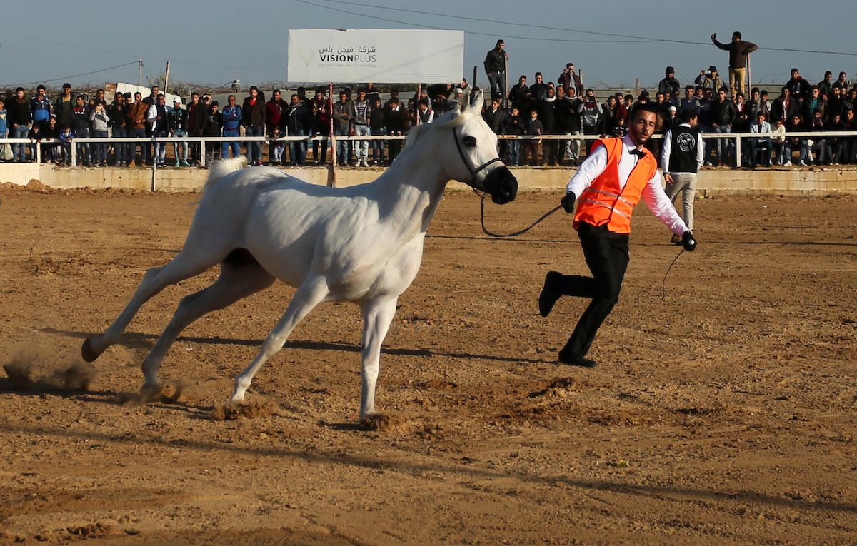 صور خيل مكتوب عليها حكم خيول - حكم عن الخيل والصفات الحسنة 13011 6