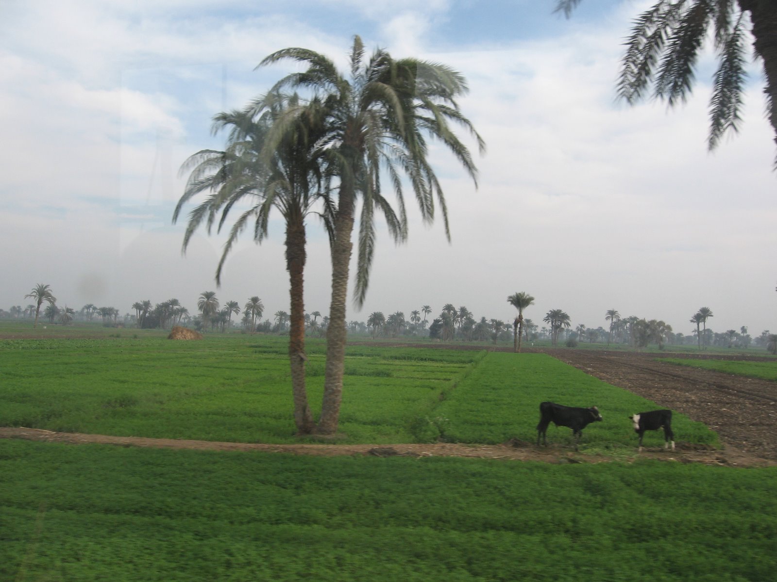 تفسير حلم شراء ارض زراعية , رؤيه شراء ارض زراعيه