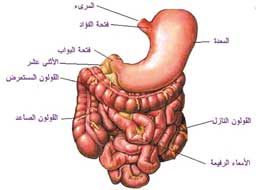 ما هي امراض الجهاز الهضمي - وعاء الشر 570 1