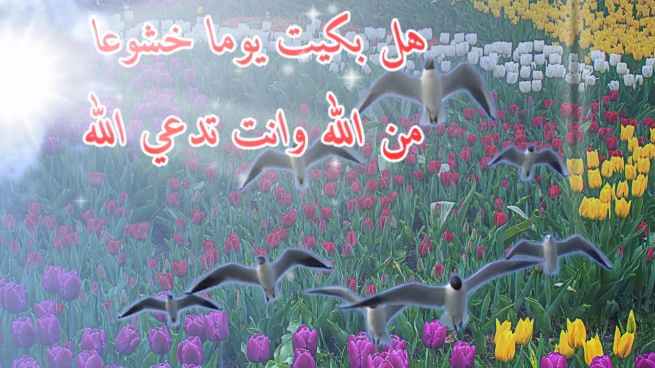 صوردينية اسلامية - الصور الإسلامية رسالة نبيلة وهادفة 3773 9