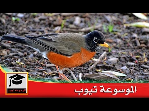 ماذا تاكل العصافير , تعرف على الطعام الذي تاكله العصافير بشكل اساسي