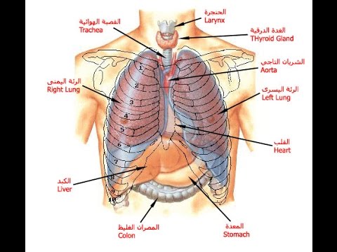 صور جسم الانسان , شرح مفصل لصور اعضاء الانسان