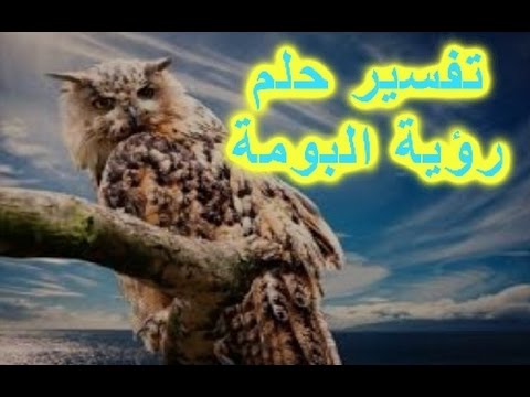 رؤية البوم في المنام - تفسير حلم البومه 0 9