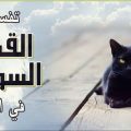 2970 2 تفسير الاحلام قطة سوداء - معنى القطط السوداء في المنام عزه بغدادي