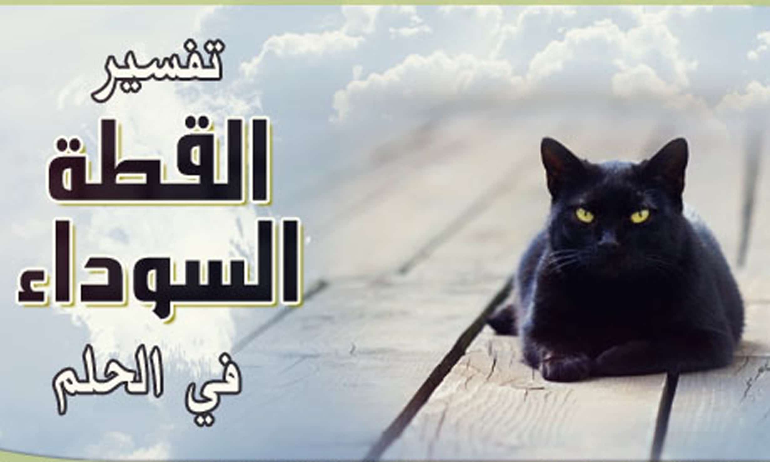 2970 2 تفسير الاحلام قطة سوداء - معنى القطط السوداء في المنام مؤمنة يعقوب