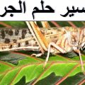 3002 2 تفسير الجراد في الحلم - رؤية الحشرات في المنام شوقة غياث