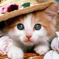 13166 10 اروع واحلى صور قطط - اريد صورة قطة جميلة شوقة غياث