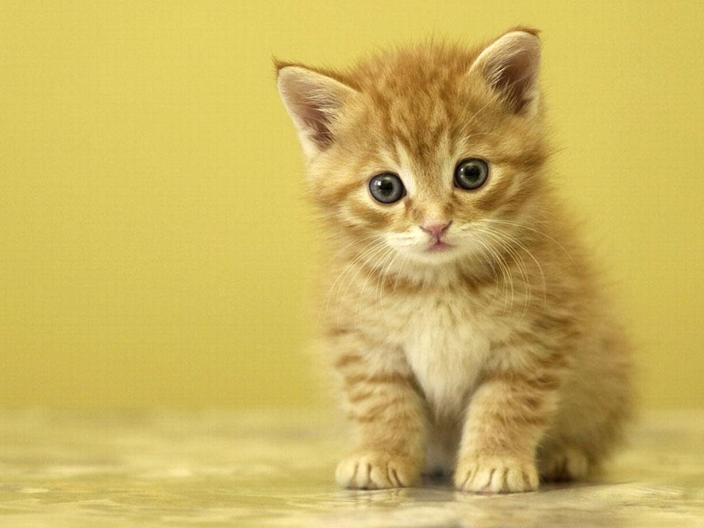 13166 2 اروع واحلى صور قطط - اريد صورة قطة جميلة شوقة غياث