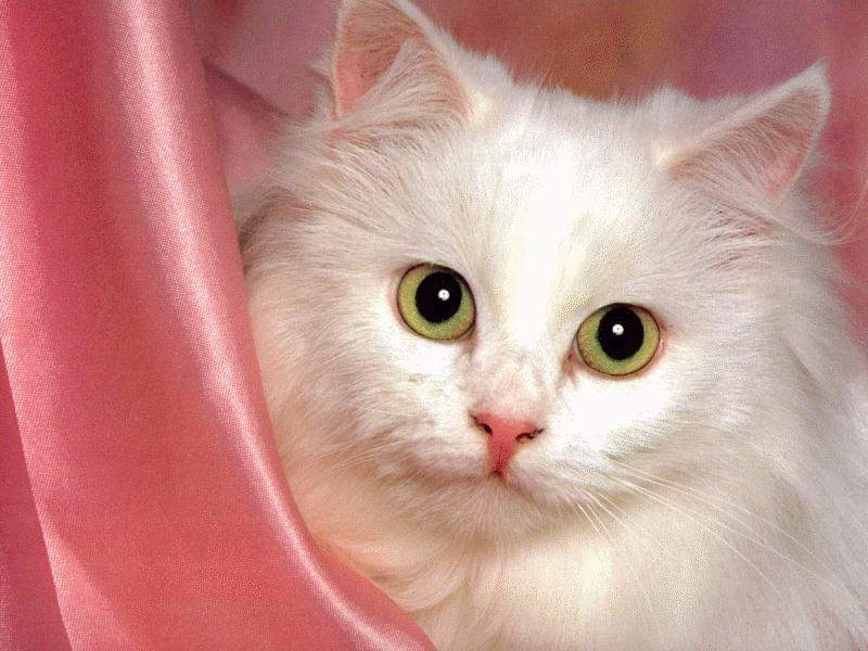 13166 6 اروع واحلى صور قطط - اريد صورة قطة جميلة شوقة غياث