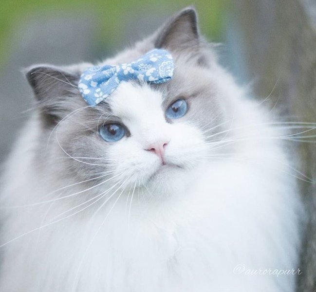 13166 7 اروع واحلى صور قطط - اريد صورة قطة جميلة شوقة غياث