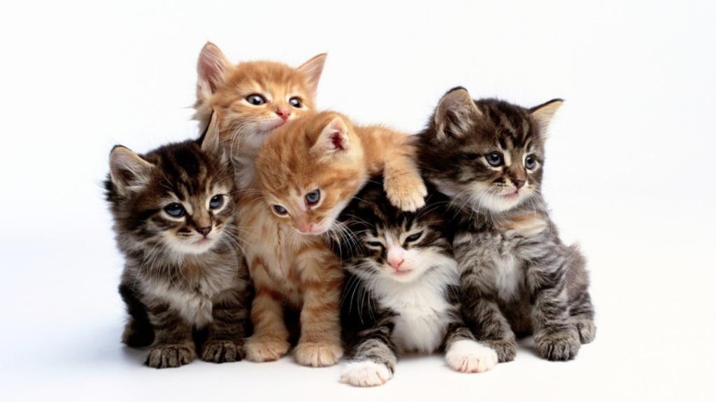 صور قطط جميلة جدا , خلفيات قطة كيوت - رسائل حب