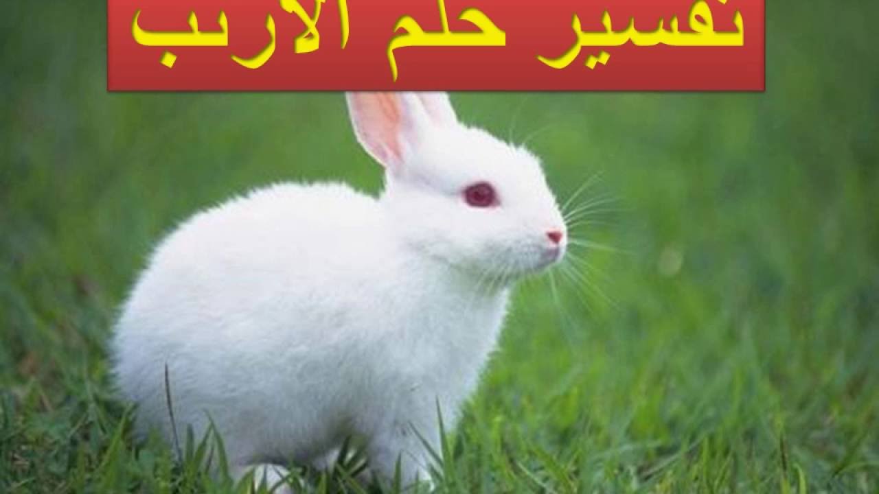 تفسير رؤية الارنب في المنام للحامل - حلمت بارانب في الحلم