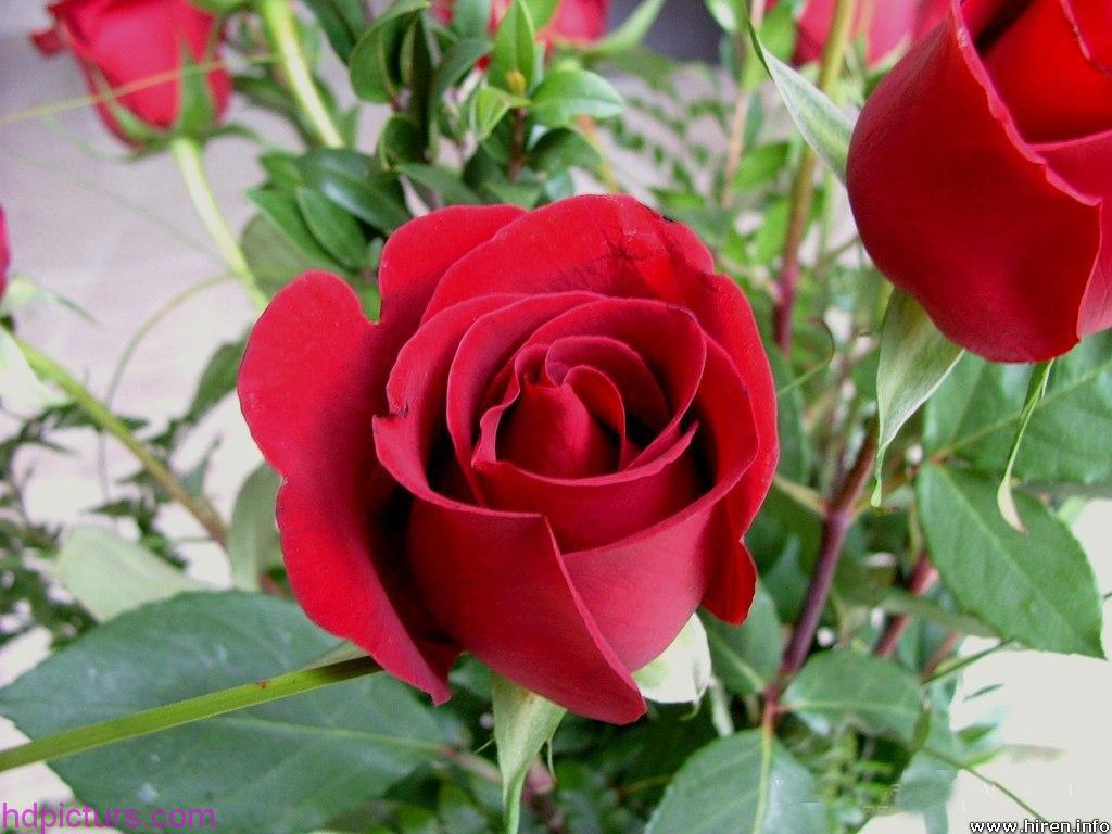 وردة حمراء رومانسية مواد ديكور عيد الحب أحمر PNG صورة للتحميل مجانا