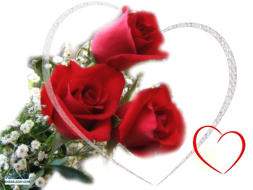 اجمل وردة حمراء رومانسية , احلي ورود باللون الاحمر رسائل حب