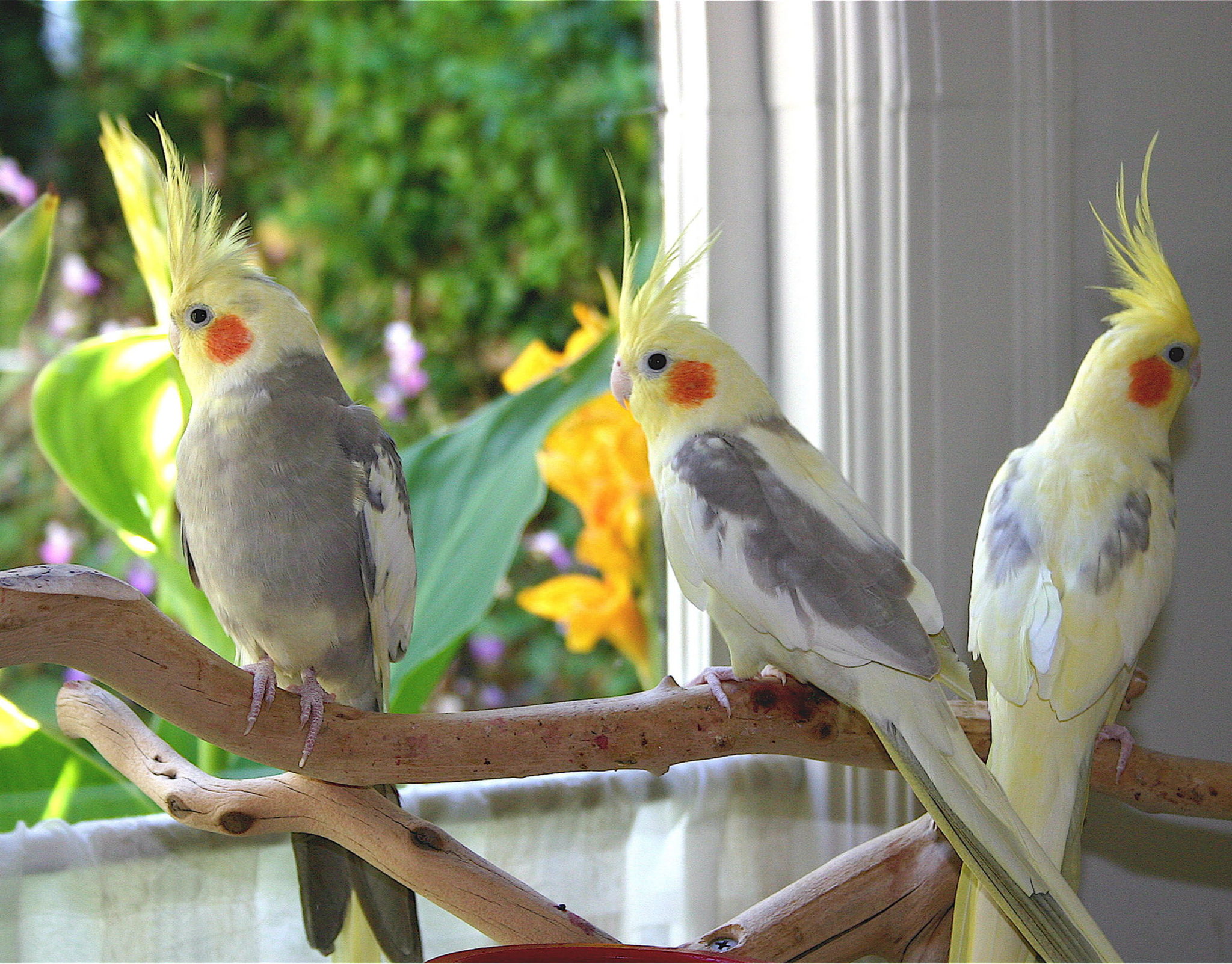 5385 2 انواع الطيور الزينة - تعرف على عصافير الزينة بانواعها المختلفة نقاء علي