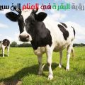 3027 1-Png تفسير البقرة في المنام معنى البقره في الحلم - تفسير حلم البقرة للمرأة شيمة