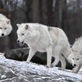 17165 1 معلومات عن ذئب القطب الشمالي - نوع خاص من الذئاب شوقة غياث